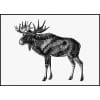 Scandinavian Elk Sketch Vintage
