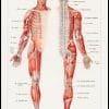 Illustration of The Human Nervous System