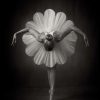 Floral Ballet